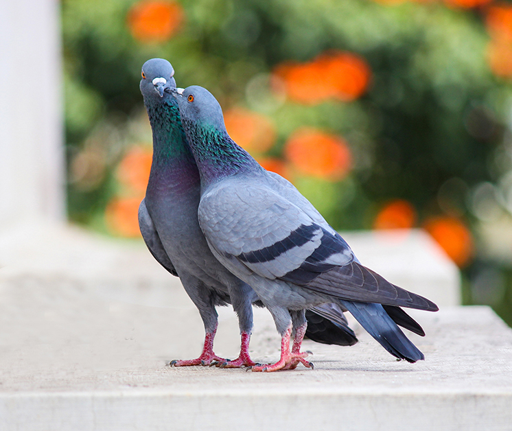 NYC’s Most Iconic Residents: Pigeons (4)