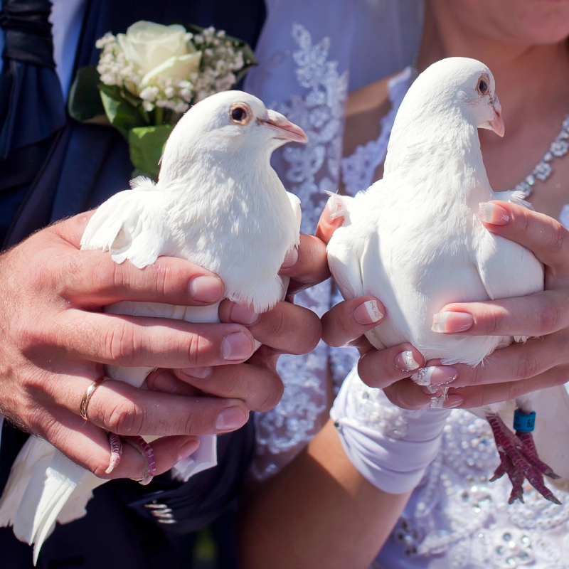 White Dove Releases