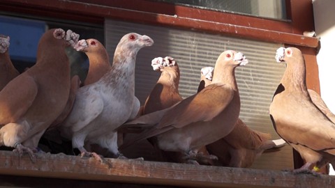 Dragoon Pigeon