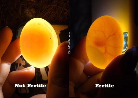 How to Check Pigeon Eggs Fertility?