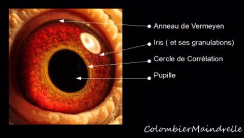 The Pigeons Eye