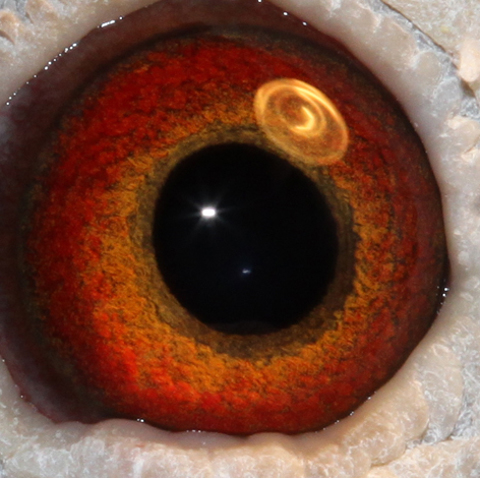 Small Pupil