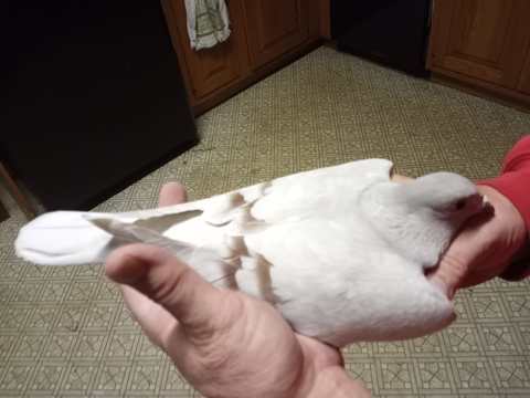 Good Feather