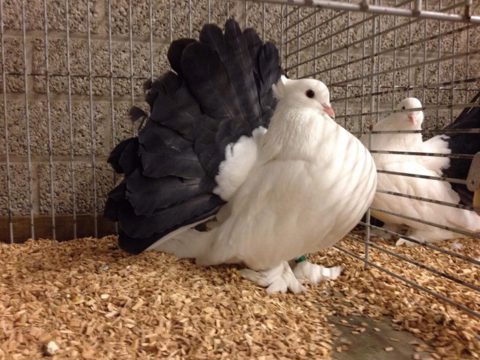 Fantail Pigeon