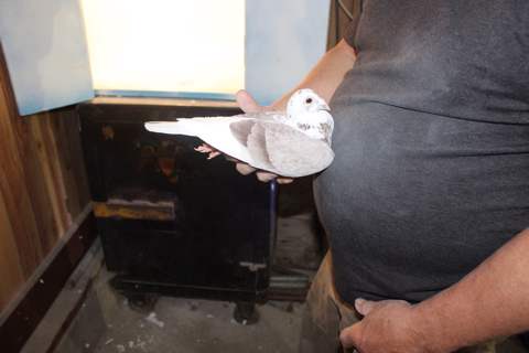Good Feather, Handling For Quality