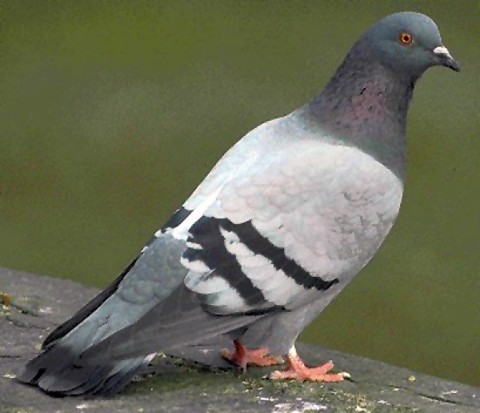 What do pigeons eat in the wild?