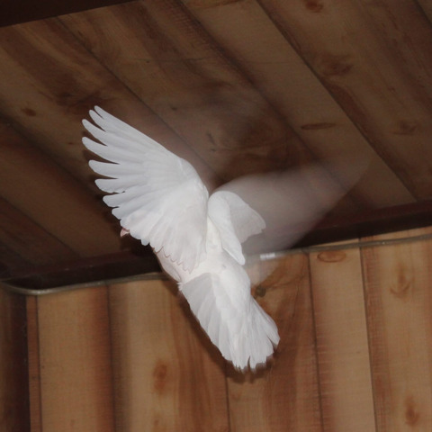 Pigeons Are Beautiful, so Start Photographing Them