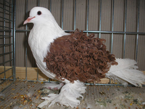 Frill Back Pigeon