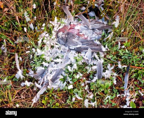 Why Pigeons Are Target Prey