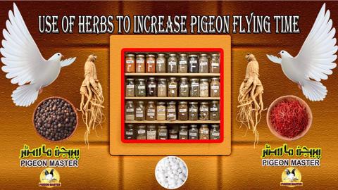 Use Of Herbs To Increase Pigeon Flying Time