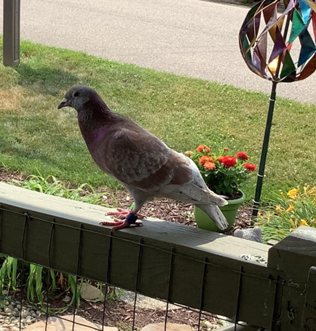 Banded homing pigeon appeared last week in south Wellsville