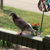 Banded homing pigeon appeared last week in south Wellsville