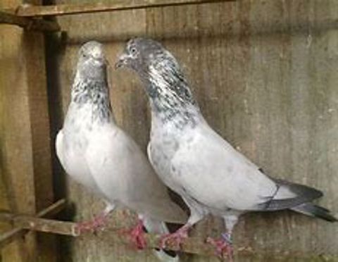  Indian Gola Pigeon