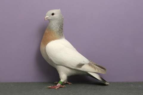 Lucerne Gold Collar Pigeon: