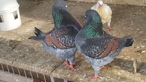  Modena Pigeon