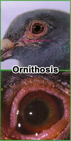 ORNITHOSIS