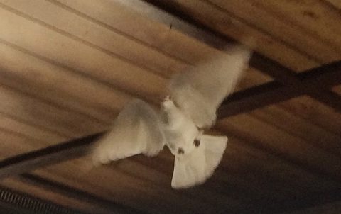 Fitness tips for racing pigeons
