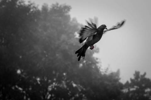TWO PIGEONS ALMOST DISTRACTED FROM THE DISCOVERY OF EVIDENCE OF THE BIG BANG