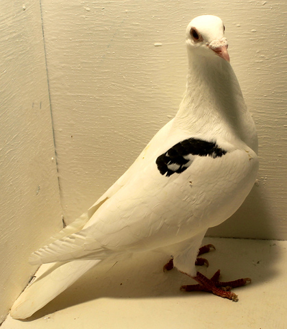 "Starting A Flock"