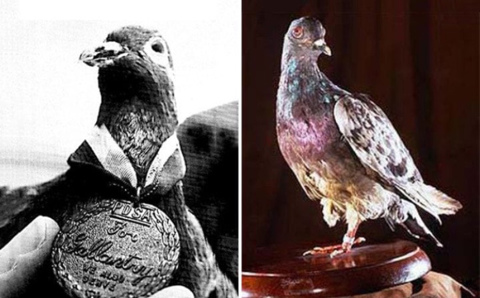 Homing Pigeons in the Military