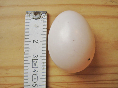 Pigeon Egg Size