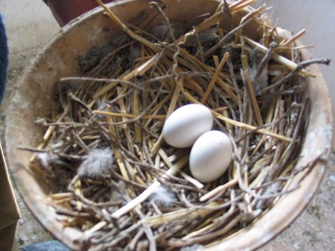 When Do Pigeons Lay Eggs? The Complete Process…