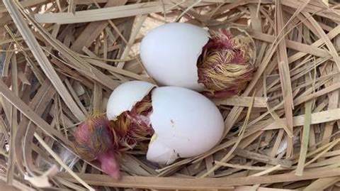 Pigeon Egg Hatching