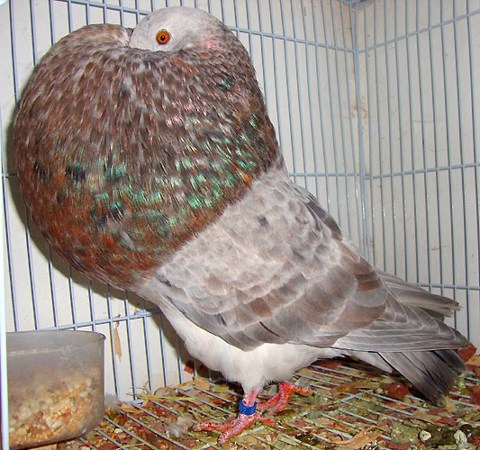 Pouter Pigeons