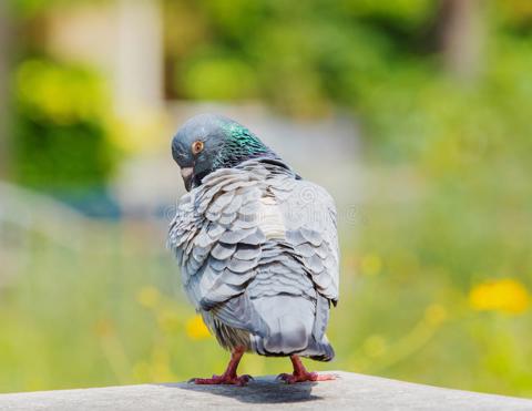 Preening