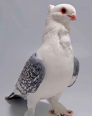 Satinette Pigeon