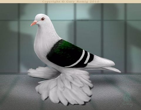 Saxon Shield Pigeon