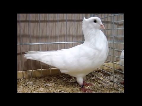  Serbian Highflyer Pigeon