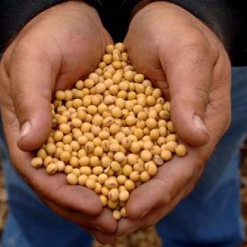 Feeding Soybeans to Poultry