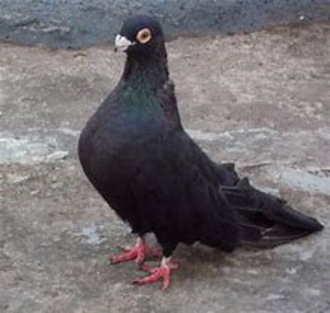 Swift Pigeon