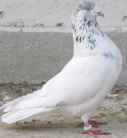 Tippler Pigeon