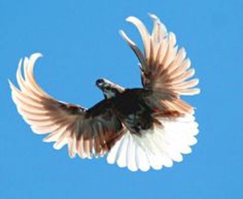  Ukrainian Skycutter Pigeon