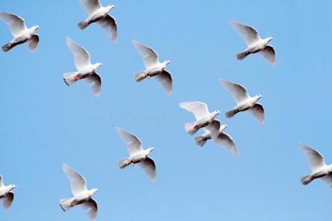 Homing Pigeons Remember Routes for Years Even after four years away from a release site, pigeons took similar paths home